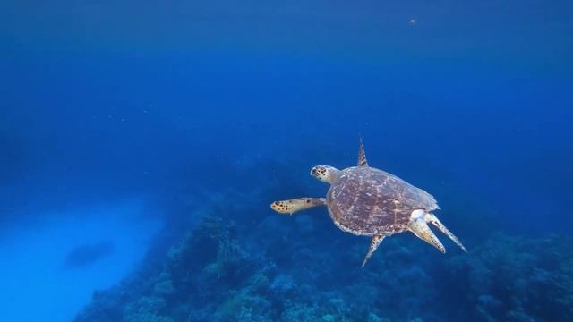 5 самых удивительных фактов о морских черепахах
