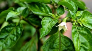 ОДИН КУСТ ПЕРЦЕВ А УРОЖАЯ КАК С ЦЕЛОЙ ТЕПЛИЦЫ