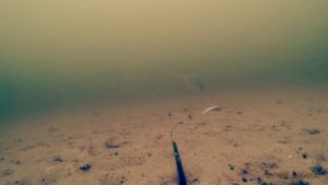 Реакция Окуня на Малька! Атака на Живца! Рыбалка и Подводная съемка