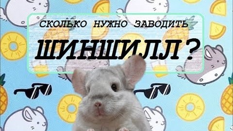 Сколько нужно заводить ШИНШИЛЛ?