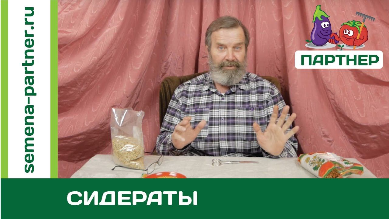ЛУЧШИЙ СПОСОБ ОБОГАТИТЬ ПОЧВУ! СИДЕРАТЫ!