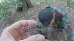 ОХОТА НА ЧЕРНЫЙ ТРЮФЕЛЬ СО СПЕЦИАЛЬНОЙ СОБАКОЙ! СЕЗОН ЛЕТНЕГО ЧЕРНОГО ТРЮФЕЛЯ - TUBER AESTIVUM!