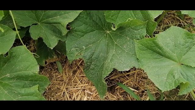 Ранние огурцы для открытого грунта. Первый урожай. Ранний горох. Лаванда из семян