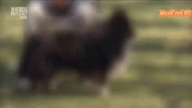 Порода собак Шотландская овчарка смотреть онлайн