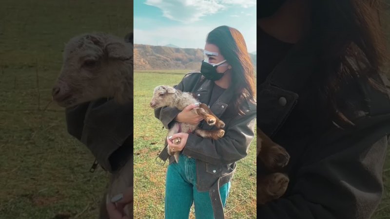 Шок! Ягненку час отроду! #дагестан #махачкала #путешествия (720p)