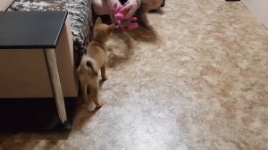 Карело финская лайка обучение команде "апорт"