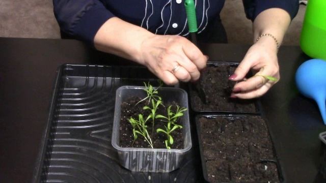 Диморфотека От посева до цветения.mp4 смотреть онлайн