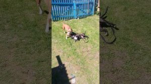 Амстаф и Стаффи