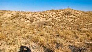 Верблюды Каракума.