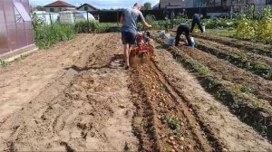 мотоблок мтз с копалкой кфт2 сезон 2023.