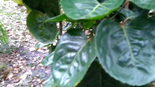 Shield aralia Plant, plum aralia Tree (Polyscias scutellaria) смотреть онлайн