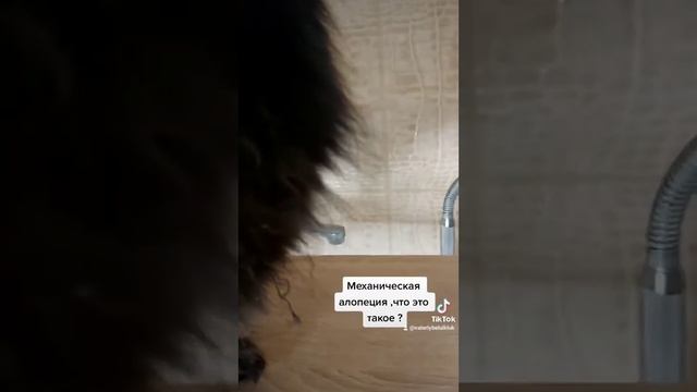 Механическая алопеция у шпица !?Что это такое !? смотреть онлайн