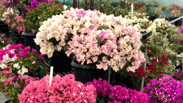 Profuse blooms of bougainvillea at Mission Vengthlang, Aizawl, Mizoram, India смотреть онлайн