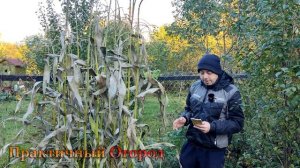 Эту кукурузу я обязательно посажу в следующем году, но точно не на таком расстоянии!