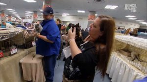 Египетская мау