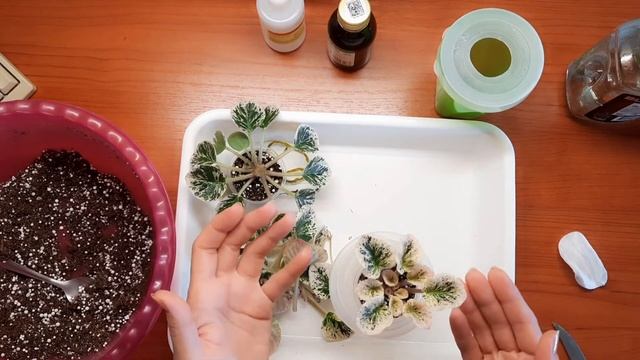 Самый надежный способ размножения фиалки. смотреть онлайн