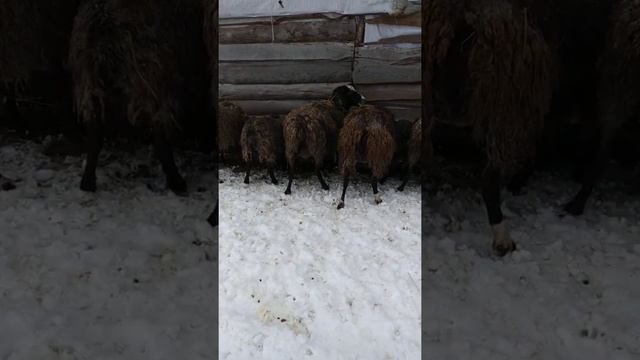 Самий лучший корм для овец смотреть онлайн