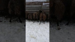 Самий лучший корм для овец