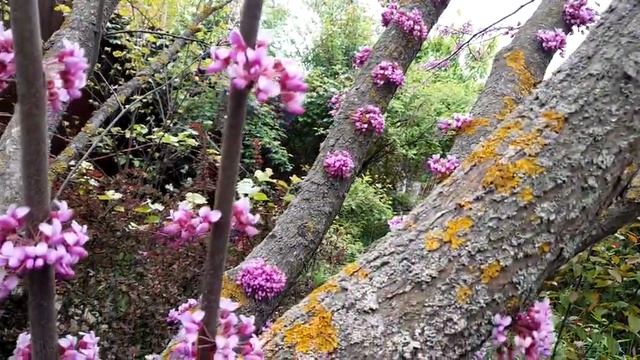 Мой сад.Дом на юге.Церсис в цвету. смотреть онлайн