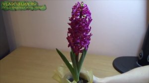 Как вырастить гиацинт в домашних условиях