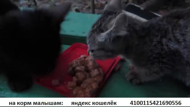 УГОСТИЛ КОТЯТ МЯСОМ
