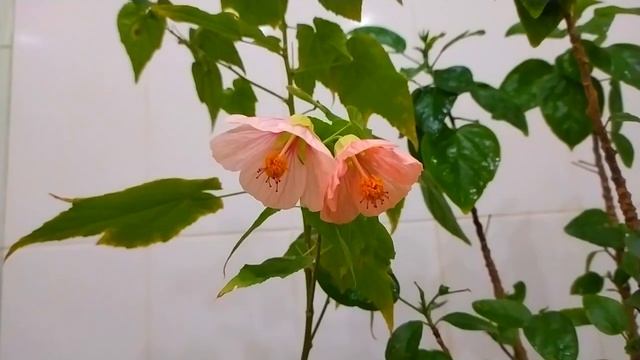 КОМНАТНЫЙ ЦВЕТНИК КОМНАТНЫЕ ЦВЕТЫ - АБУТИЛОН, ГИБИСКУС смотреть онлайн