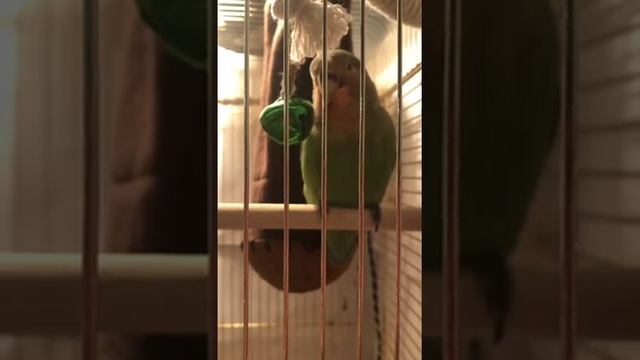 Неразлучник разговаривает смотреть онлайн