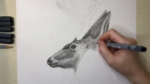 Олень. Процесс рисования черной ручкой (линером). How to draw a Deer. Speedpaint.
