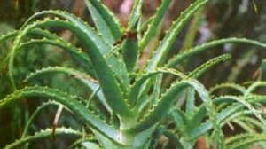 Алоэ древовидное. Лекарственные травы