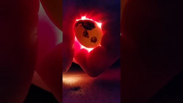 Овоскопирование перепелиных яиц. смотреть онлайн