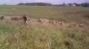 Немецкая овчарка пасет овец