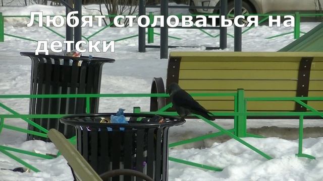 Голубь под крышей, галки на площадке.Фильм из цикла Зимние птицы. 04.03.2024