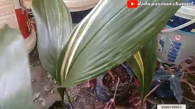 aspidistra elatior sebutan tanaman hias kokoh/tangguh warna variegata смотреть онлайн