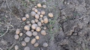 Видео обзор сортов картофеля: Бриз Волант, Джелли, Зекура Розалит и Уладар
