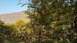 Мост через реку Гумиста  в Абхазии. Смотровая площадка. Поездка в село Каманы, 09 ноября 2019