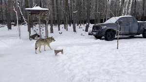 А вы знаете как устроена Волчья стая?