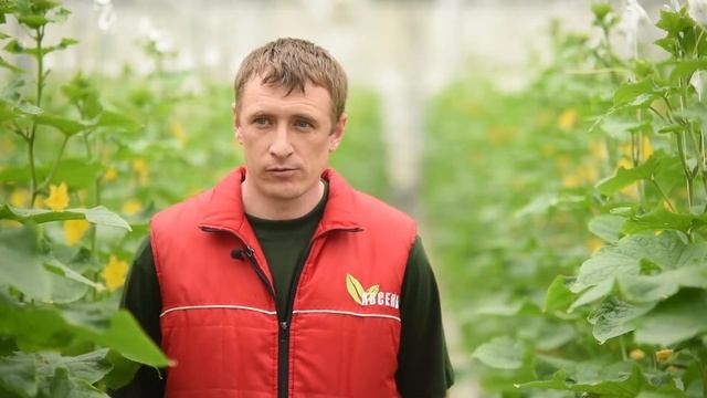 Огурец СВ 4097 ЦВ F1. Опыт выращивания в ООО АПК "Авсень" в Крыму. смотреть онлайн