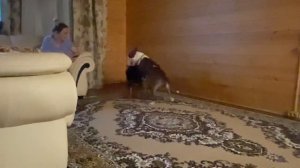 Бультерьер против ротвейлера (БОРЬБА)