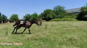 Если Жеребец не даёт одевать уздечку, результат работы на корде, седлать и расседлать Лошадь.