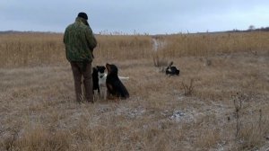 Собаку бросили в поле с приданным, с будкой. Зимой...