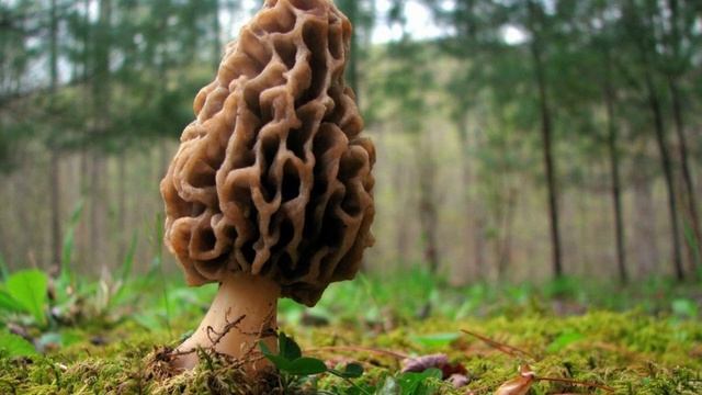 Сморчки - собираем и готовим