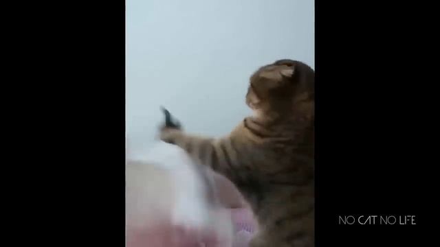 Забавные котики и собачки смотреть онлайн