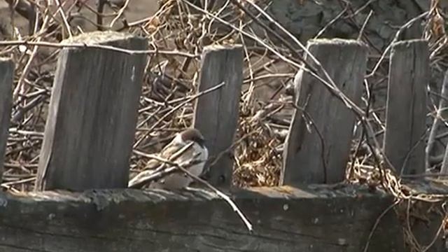 Дачи Абакана смотреть онлайн