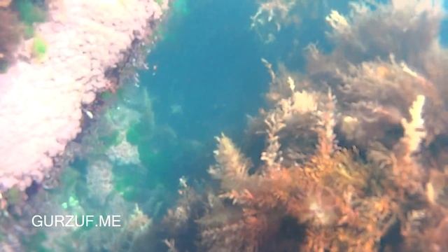 ЧЕХОВСКАЯ БУХТА : МУЗЕЙ : КРЫМ : ГУРЗУФ : ФЛОРА ФАУНА : МОРЕ смотреть онлайн