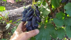 ВИНОГРАД .Новые и вкусные формы винограда Дарвика и Черный коготь,Калугина В.М. (Украина)