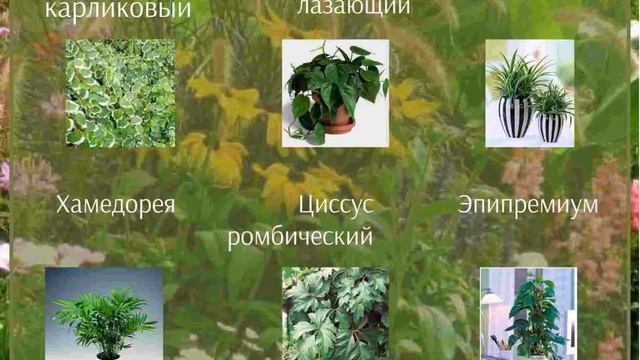 Презентация темы Ассортимент растений для вертикальных садов