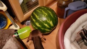 Такса пытается откусить арбуз и злится :)