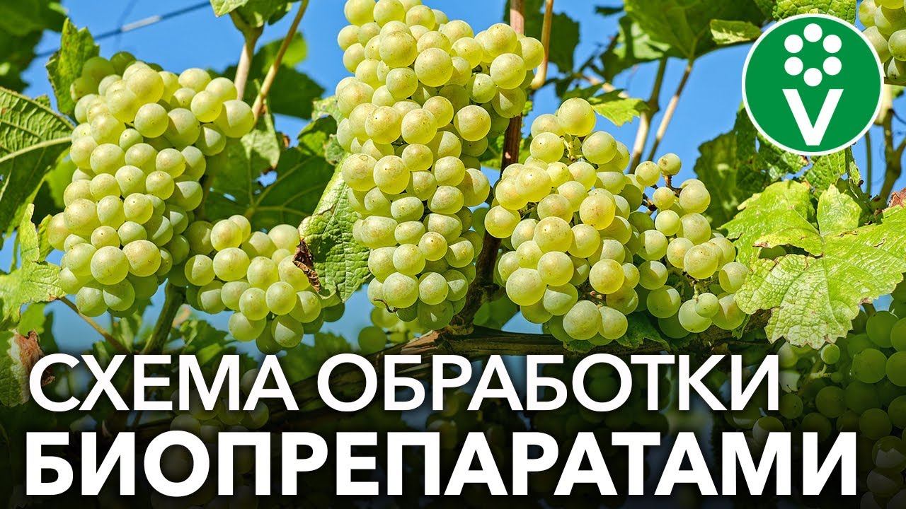 Можно кормящим виноград