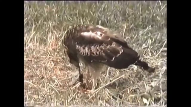 Большинство Aazing дикое животное нападает Орел против Змеи,Волк, человек, Слон нападает на людей, смотреть онлайн