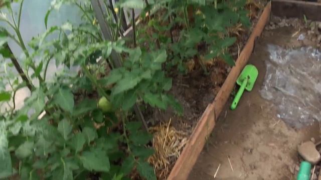 Подкормка огурцов и томатов в условиях плохой погоды смотреть онлайн